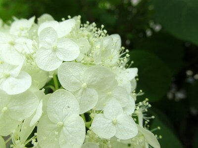 White-flowered deciduous árnyéki