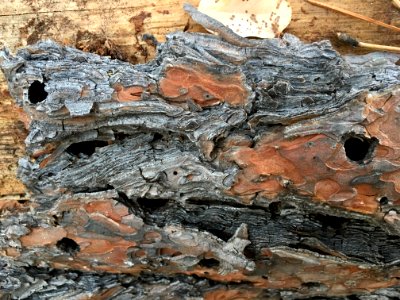 Liquid Bark