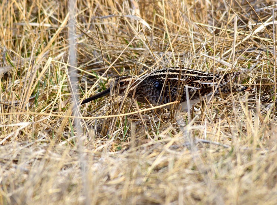 Wilson's snipe at Seedskadee National Wildlife Refuge