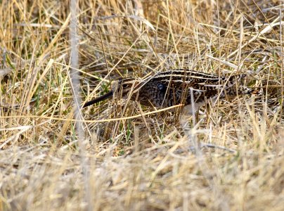 Wilson's snipe at Seedskadee National Wildlife Refuge photo