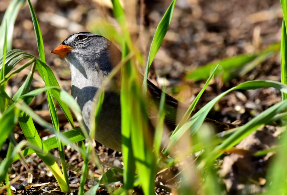 White-crowned sparrow