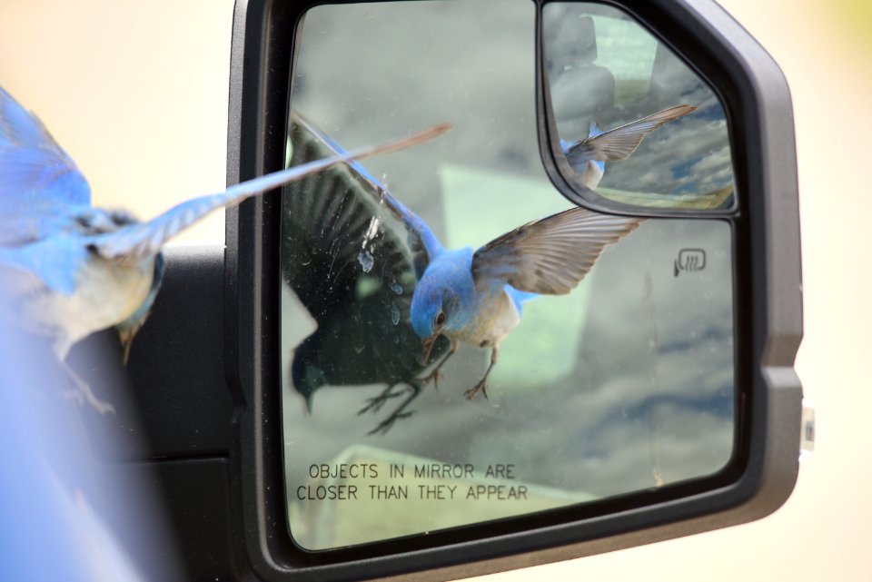 Mountain bluebird at Seedskadee National Wildlife Refuge