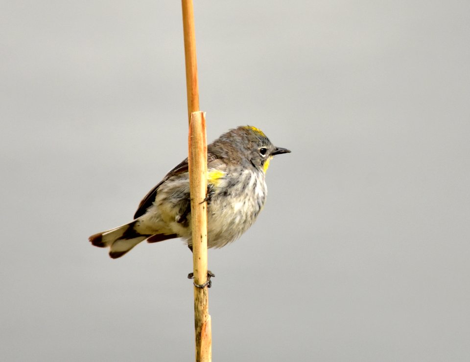 Yellow-rumped warbler at Seedskadee National Wildlife Refuge