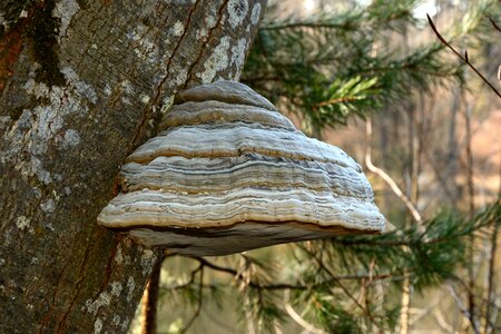 Mushrooms on tree nature forest photo