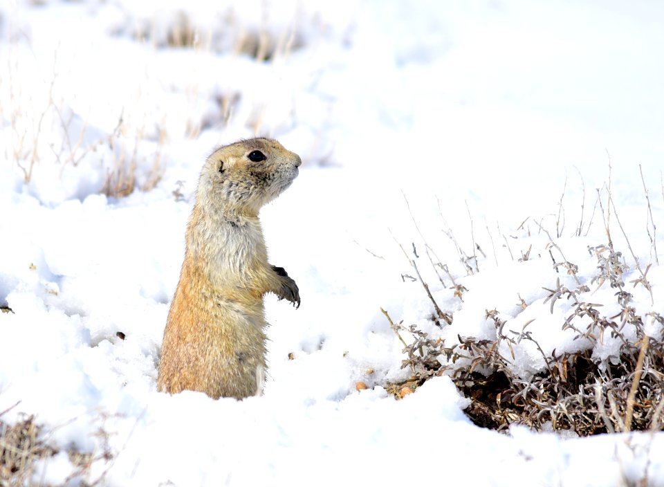 White-tailed prairie dog at Seedskadee National Wildlife Refuge