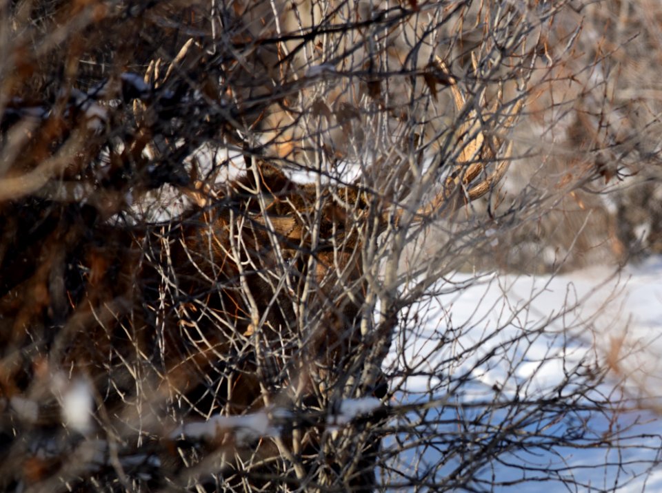 Moose at Seedskadee National Wildlife Refuge