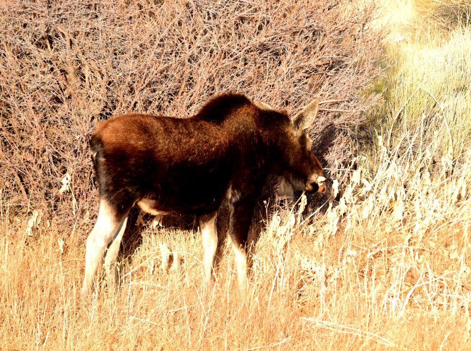 Moose at Seedskadee National Wildlife Refuge