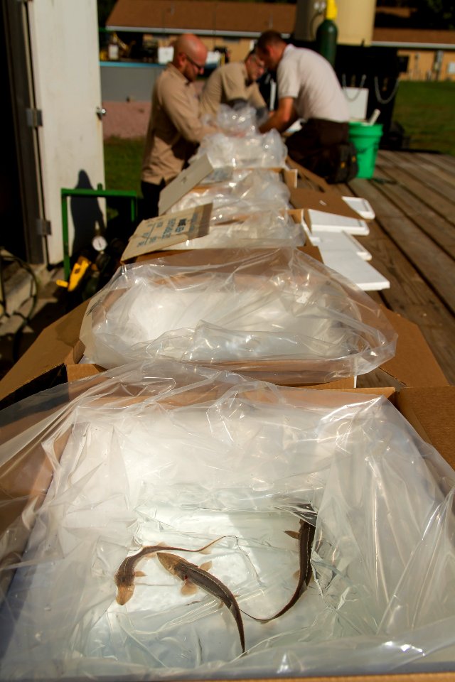 Shipping sturgeon