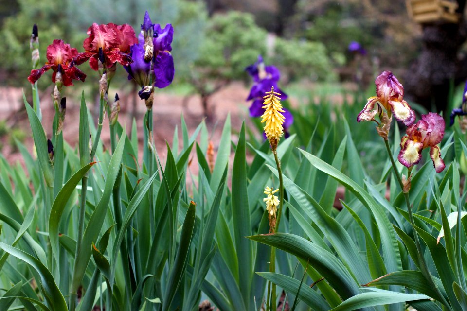 2015/365/135 The Flowery Lineup