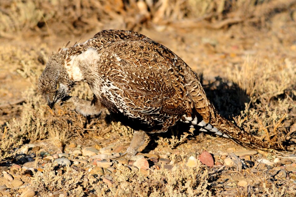 Greater sage-grouse at Seedskadee National Wildlife Refuge