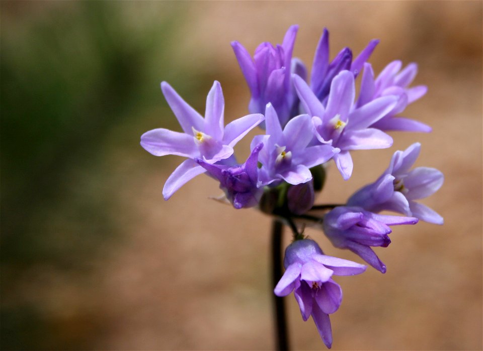 Another Unknown Flower