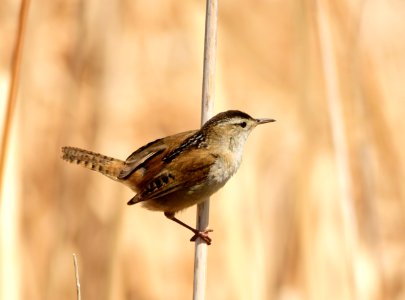 Marsh wren at Seedskadee National Wildlife Refuge