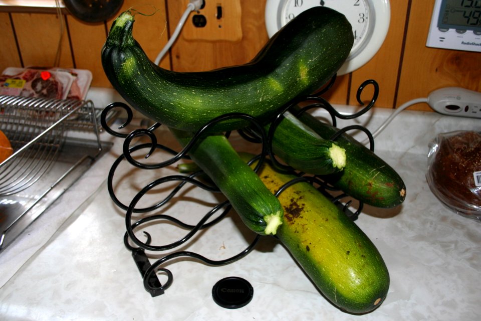 Zuchinni Bonanza