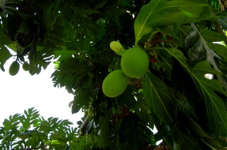 Breadfruit (=Fruta Pão)