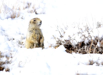 White-tailed prairie dog at Seedskadee National Wildlife Refuge