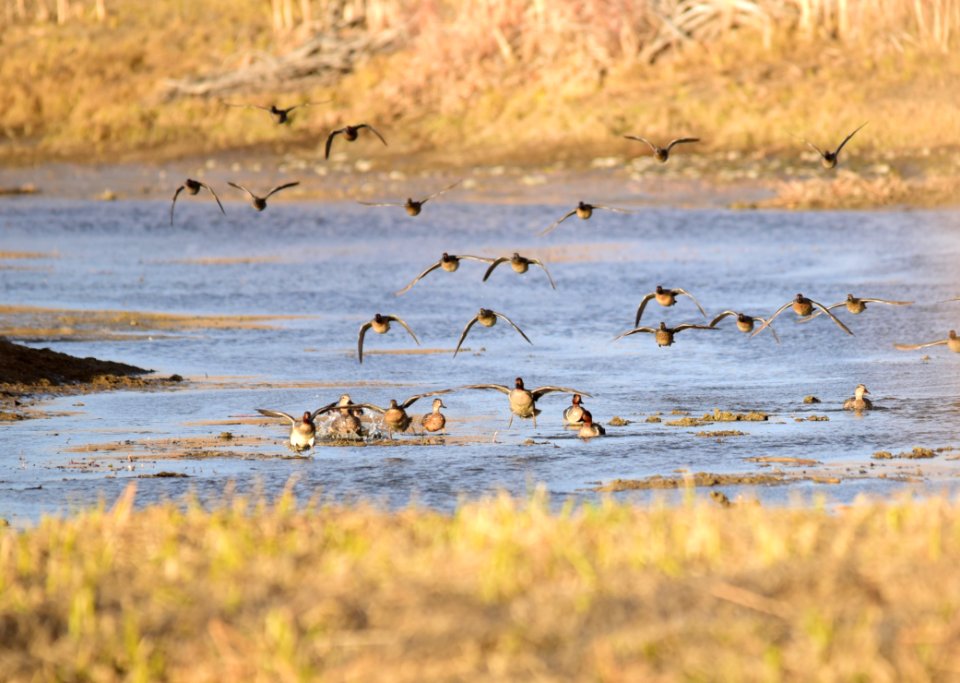Green-winged teal at Seedskadee National Wildlife Refuge