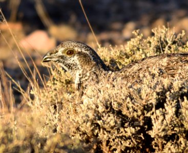Greater sage-grouse at Seedskadee National Wildlife Refuge