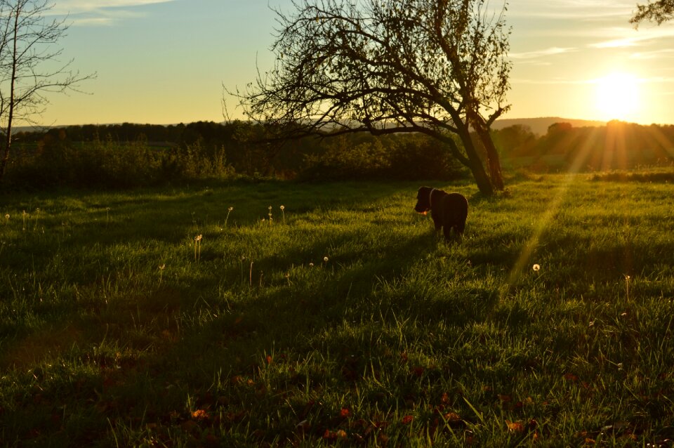 Scene backlight tree photo