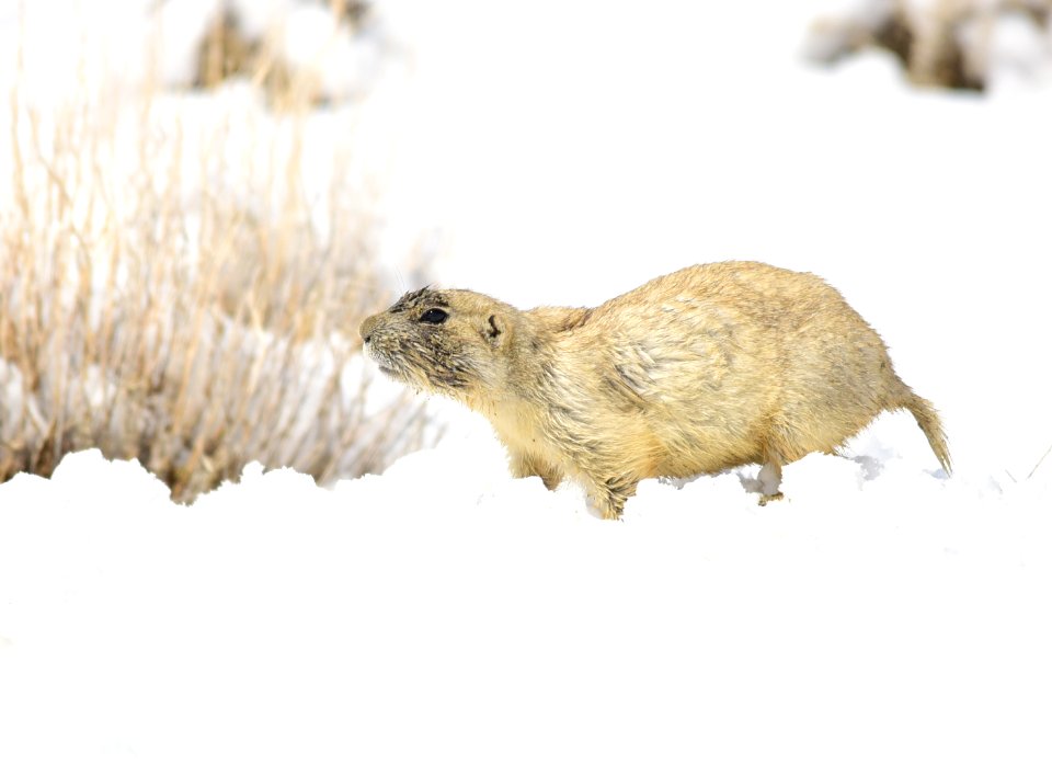 White-tailed prairie dog at Seedskadee National Wildlife Refuge
