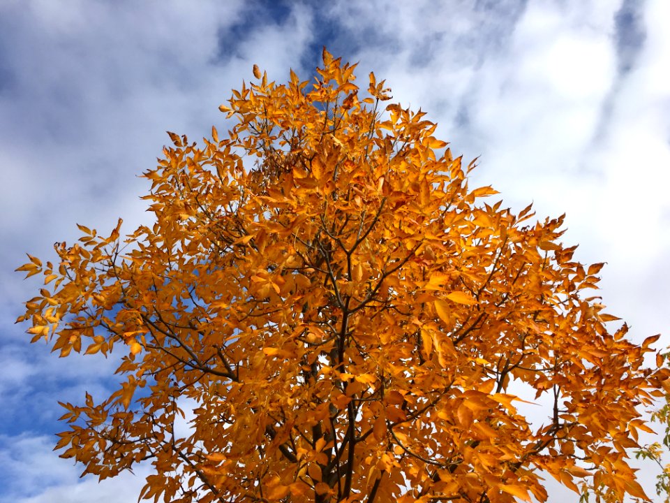 It's Autumn Here Before the Calendar Says So