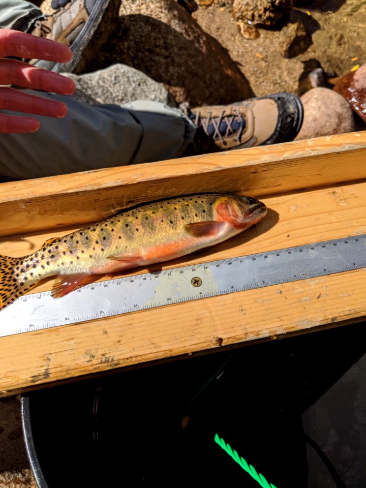 Greenback Cutthroat