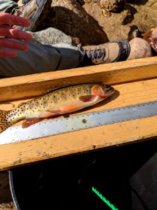 Greenback Cutthroat