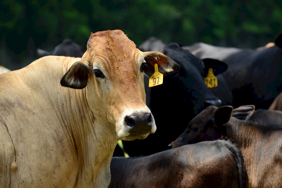 Cow mammal farm photo