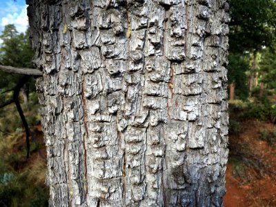 Juniper Game Board