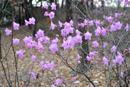 Yeouido Flower Festival photo