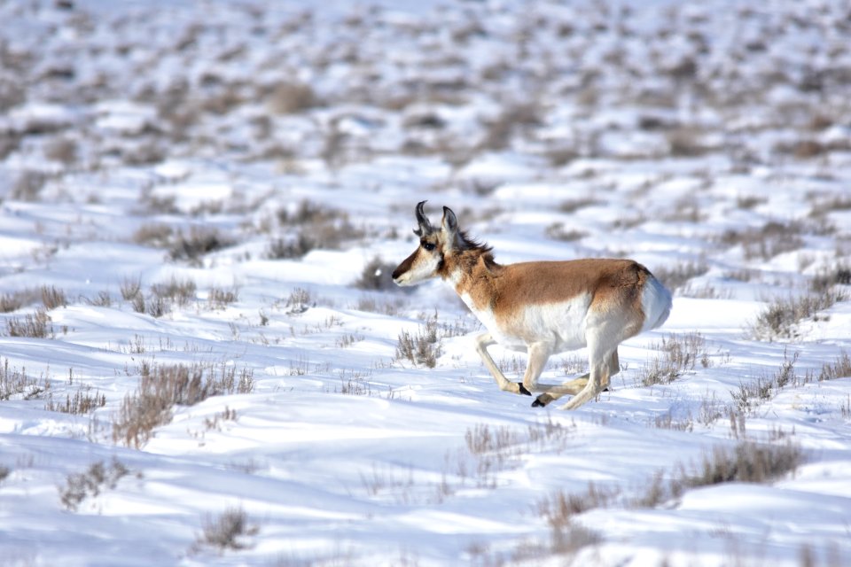 Pronghorn at Seedskadee National Wildlife Refuge