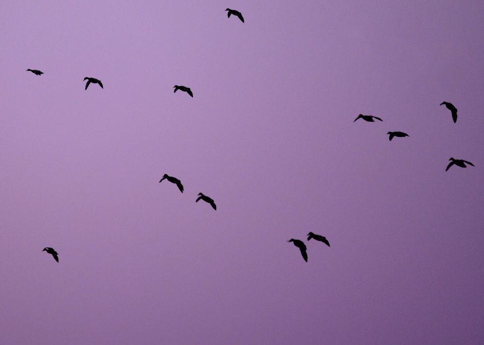 Twilight Mallards