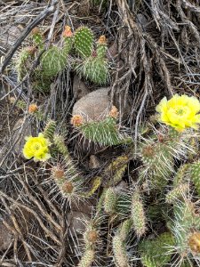Cactus Bloom