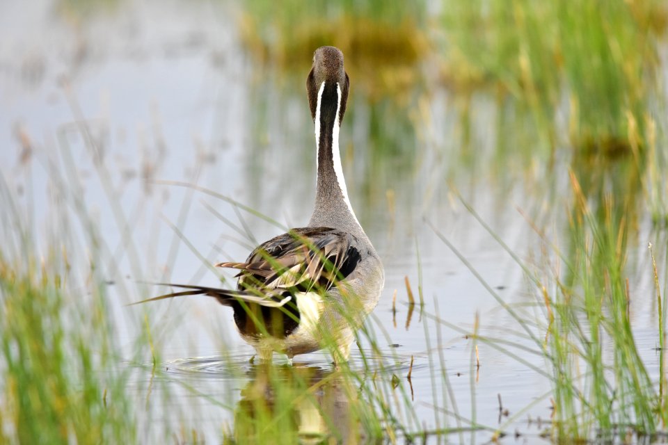 Northern pintail at Seedskadee National Wildlife Refuge