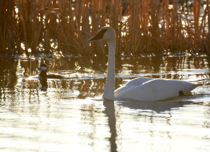Trumpeter swan and ruddy duck at Seedskadee National Wildlife Refuge