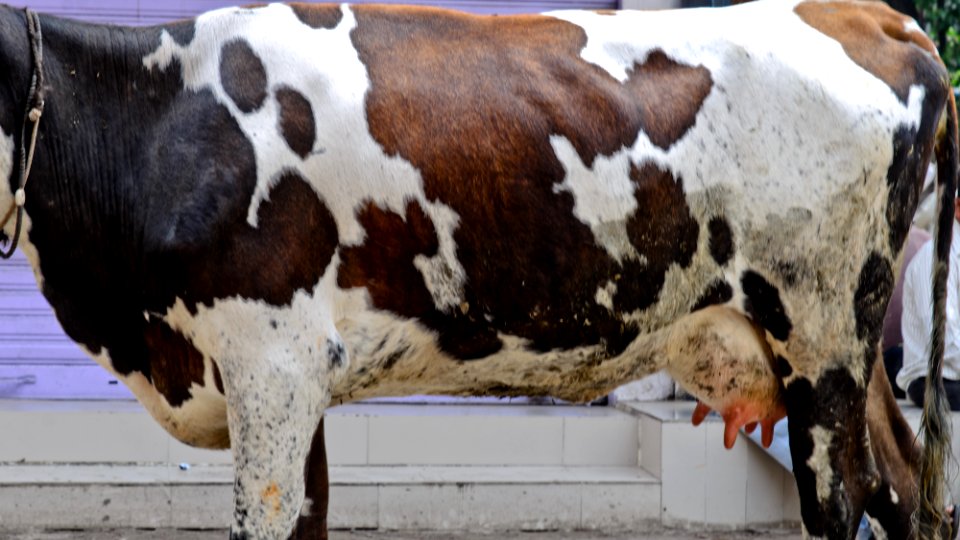 A Cow