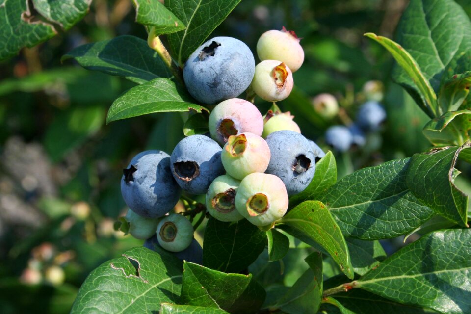 Nature healthy food