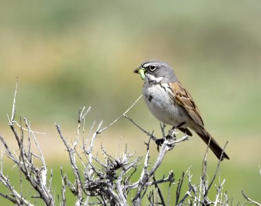 Sagebrush sparrow at Seedskadee National Wildlife Refuge photo