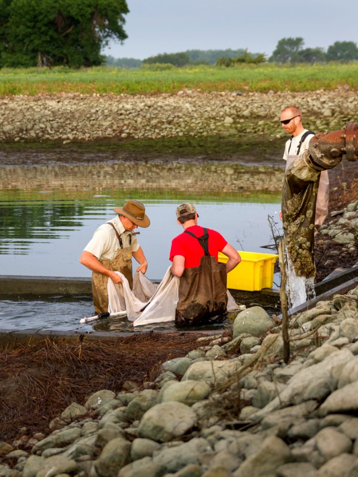 Harvesting yellow perch photo