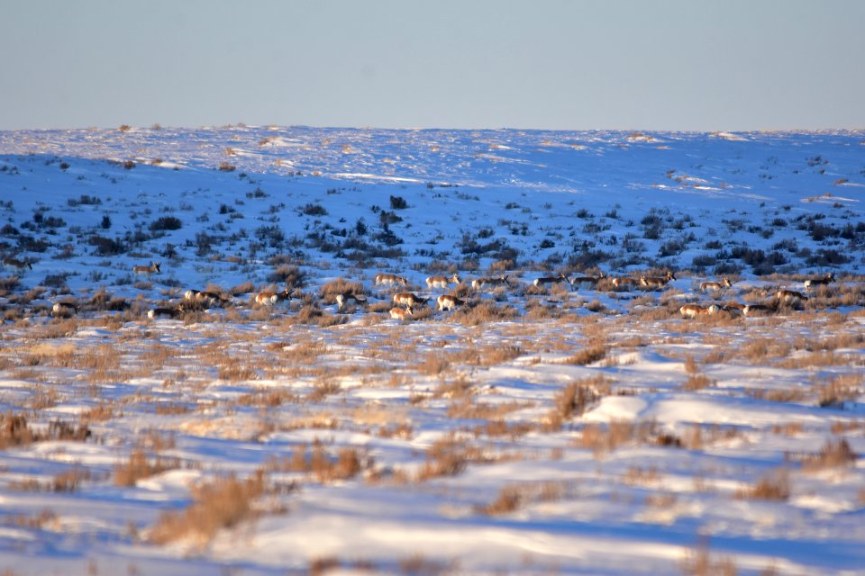 Pronghorn at Seedskadee National Wildlife Refuge