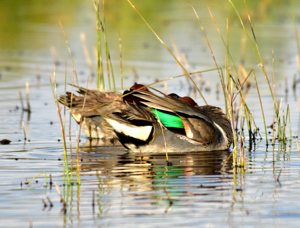 Green-winged teal at Seedskadee National Wildlife Refuge