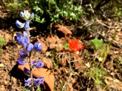 Two Favorite Wildflowers