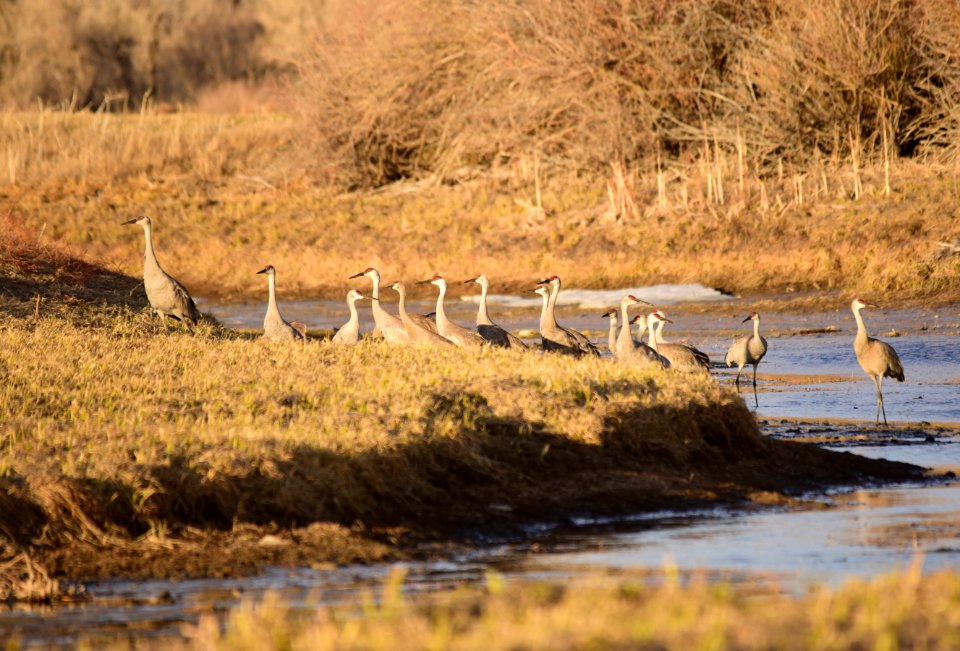 Sandhill cranes at Seedskadee National Wildlife Refuge