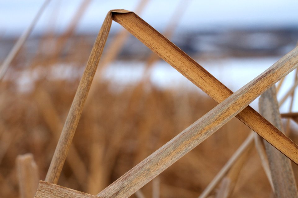 Framing the Marsh View
