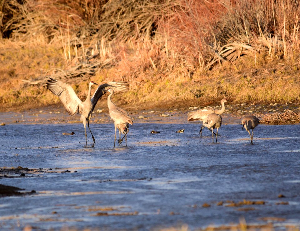 Sandhill cranes at Seedskadee National Wildlife Refuge