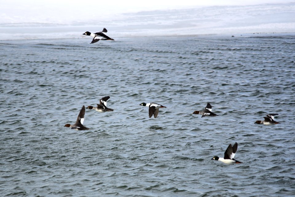 Common goldeneye at Seedskadee National Wildlife Refuge