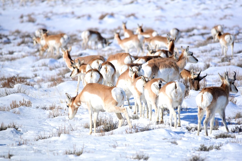 Pronghorn at Seedskadee National Wildlife Refuge