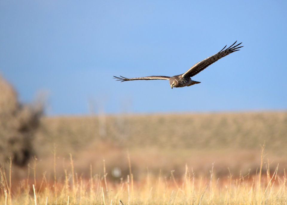Northern harrier at Seedskadee National Wildlife Refuge