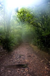 Path To Rangitoto Summit