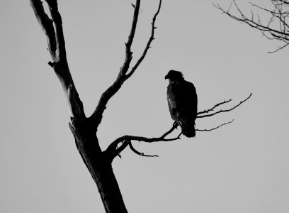 Bald eagle at Seedskadee National Wildlife Refuge