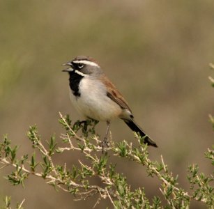 Black-throated Sparrow, Cameo and Coal Canyon, Mesa Co, 2019, Scott Somershoe